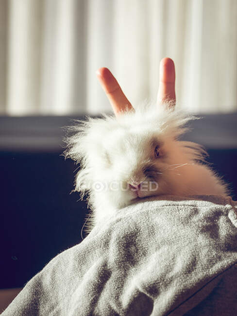 Hand of unrecognizable child gesturing ears to little white hare. - foto de stock