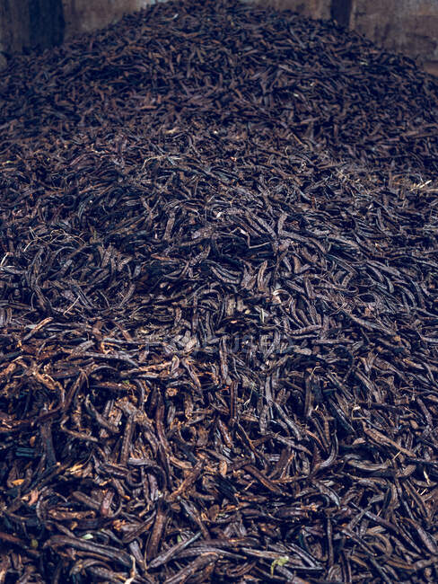Pilha de sementes de alfarroba de cor preta nas vagens no armazém. — Fotografia de Stock