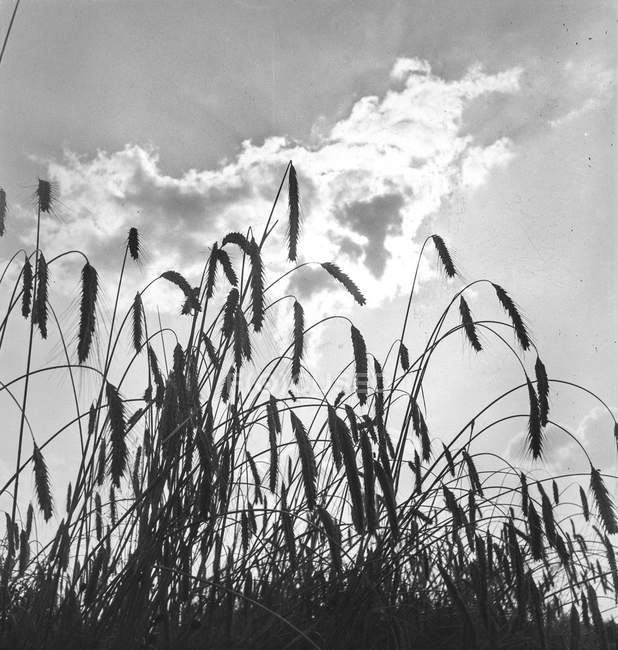Black and white shot of wheat grass growing against sky with clouds, Belgium. — Stock Photo