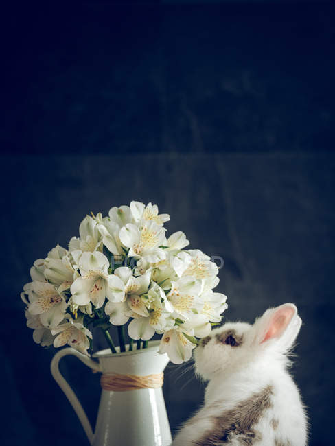Fluffy rabbit and white flowers — Stock Photo