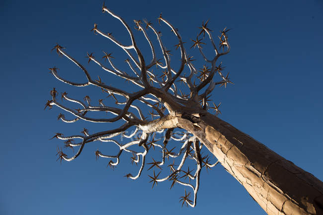 Високий африканських голі дерева — стокове фото