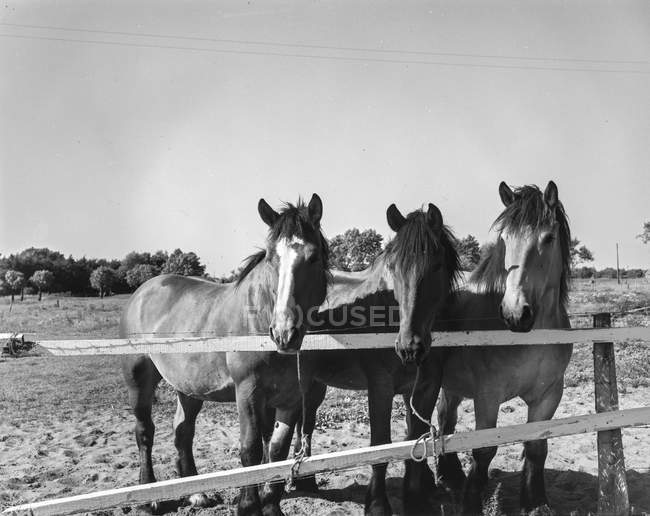 Bianco e nero colpo di cavalli in piedi dietro recinzione di legno di recinto alla luce del sole, Belgio
. — Foto stock