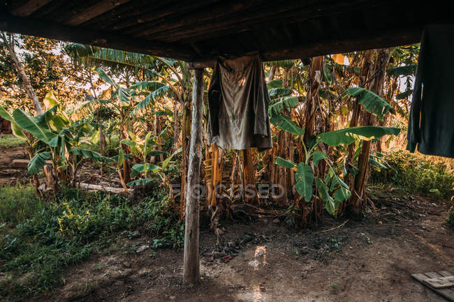 Maison rurale isolée cour avec vue sur la forêt tropicale luxuriante verte, Cuba — Photo de stock