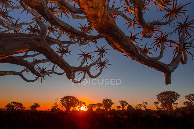 Zweige des Savannenbaums bei Sonnenuntergang — Stockfoto
