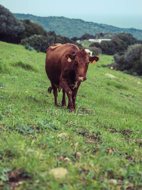 Pastoreo de vacas en colina - foto de stock