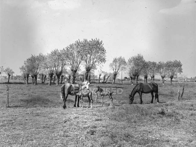 Tiro blanco y negro de caballos caminando y pastando en el campo, Bélgica . - foto de stock