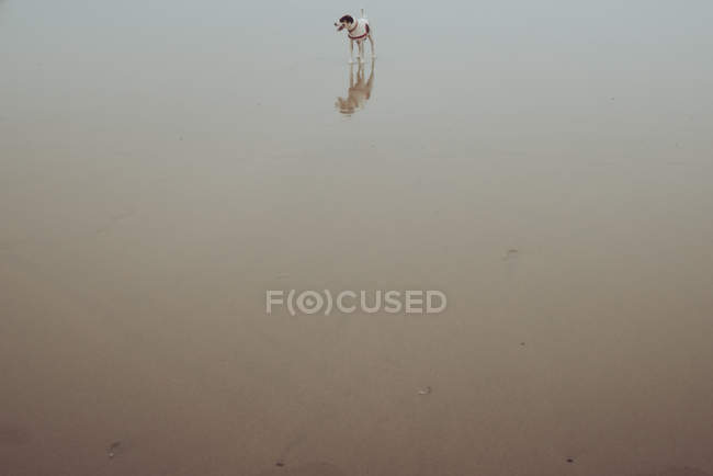 Маленькая собака на мокром песке — стоковое фото