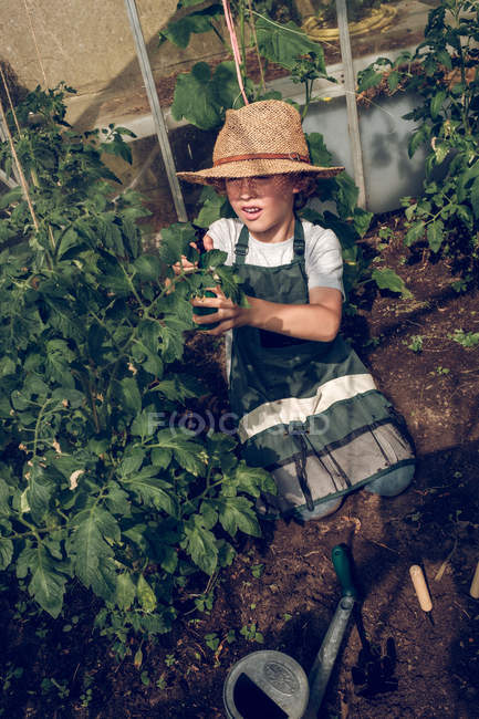 Boy checking plants in greenhouse — Stock Photo