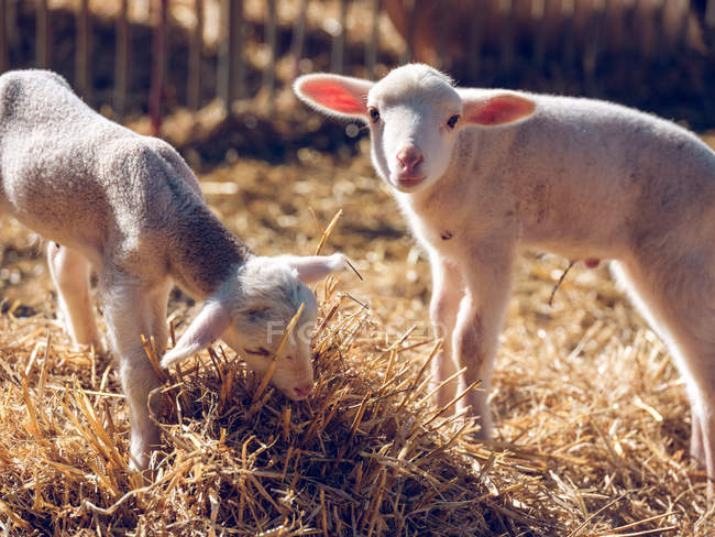 Bebê ovelhas comendo feno na fazenda — Fotografia de Stock