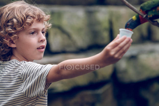 Хлопчик початкового віку годує барвистий папуга в зоопарку . — стокове фото