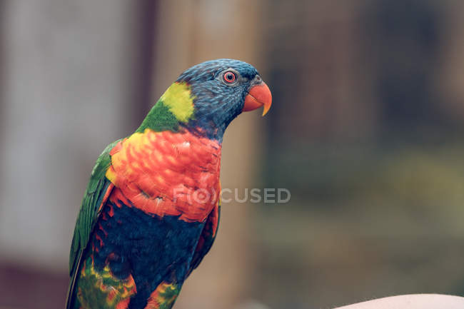 Close-up of bright-colored parrot in zoo. — Stock Photo