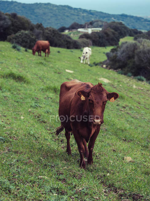 Корова стоит на зеленом лугу — стоковое фото