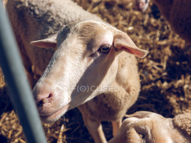 Овцы, стоящие в сене на ферме — стоковое фото
