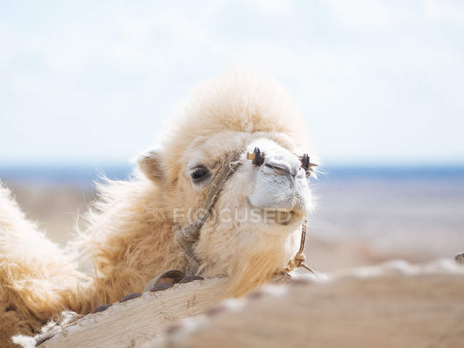 Волосатый белый верблюд смотрит в камеру в пустыне — стоковое фото