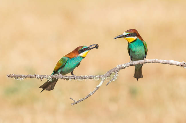 Helle Vögel sitzen auf Ast auf cremefarbenem Hintergrund — Stockfoto