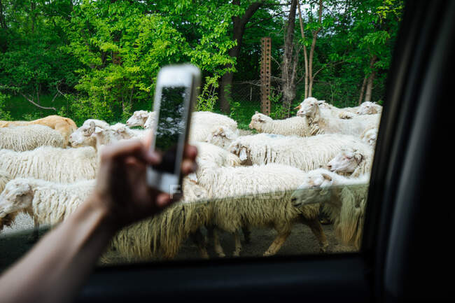 Crop hand holding mobile phone and taking from open car window picture of flock of sheep walking nearby - foto de stock