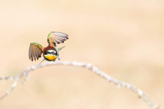 Bright bird sitting on branch of tree on cream background — Stock Photo