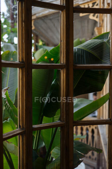 Plante poussant derrière la fenêtre — Photo de stock