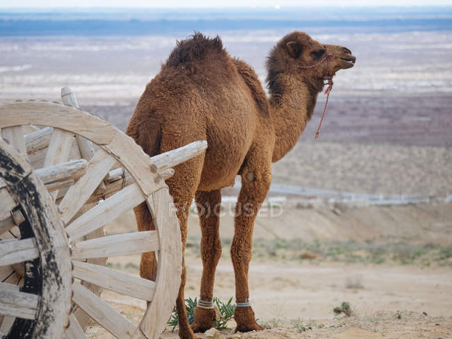 Dromedar Kamel im Zaumzeug zu Fuß auf trockenem Terrain und Holzkarren — Stockfoto