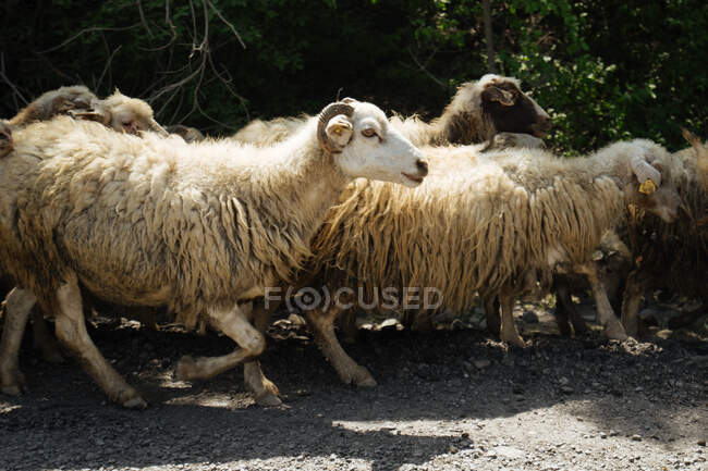 Vue du groupe mignon de moutons — Photo de stock
