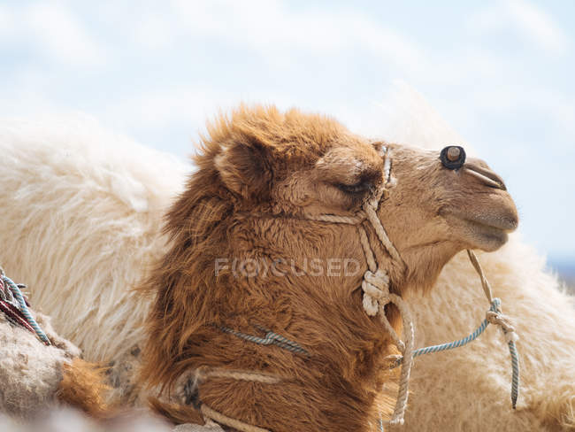 Close-up de camelo peludo marrom no deserto — Fotografia de Stock