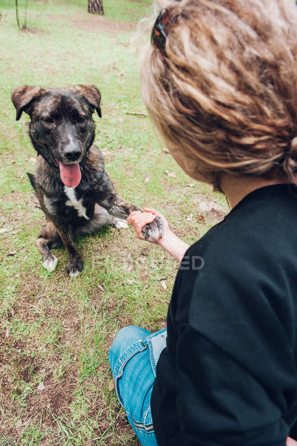 Grand chien brun jouant donnant patte au propriétaire dans la forêt — Photo de stock