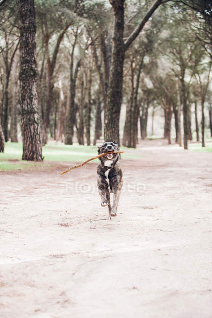 Big brown dog running with stick in forest — Stock Photo