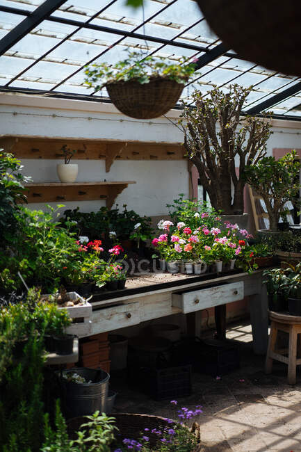 Estufa rústica com teto de vidro cheio de vasos com cactos, suculentas, flores e outras plantas no dia de verão com sol brilhante — Fotografia de Stock