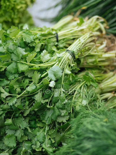 Bunches of fresh green parsley at farmer market — Stock Photo