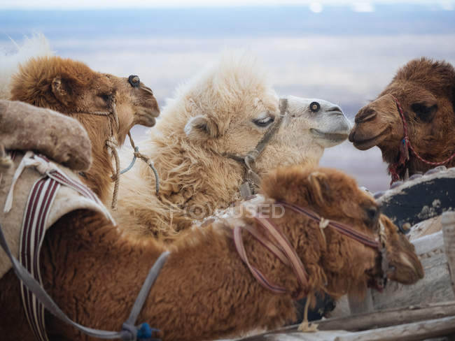 Close-up of loaded caravan camels in desert — Stock Photo