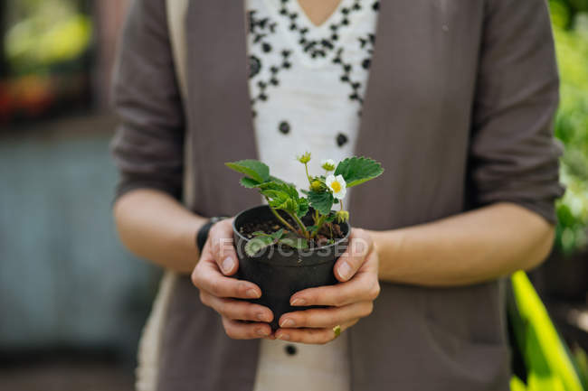 Close-up of female hands holding potted violet — Stock Photo