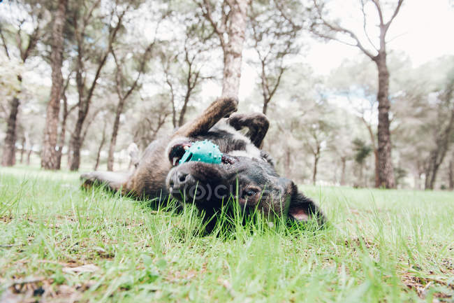 Большая коричневая собака счастливо играет в лесу с мячом — стоковое фото