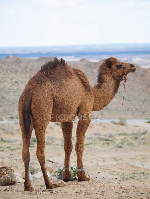 Dromedary camel in bridle walking on dry land of terrain — Stock Photo
