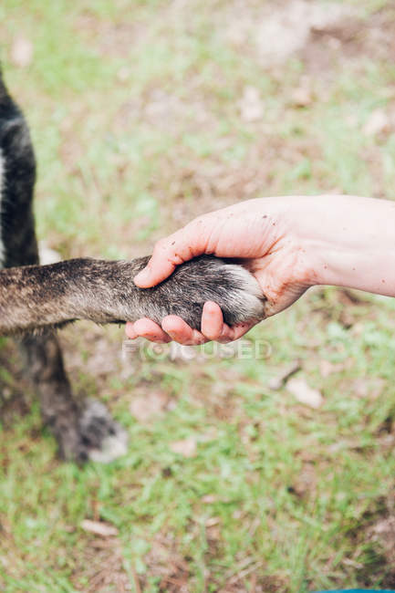 Close-up of female hand holding dogs paw and ball outdoors — Stock Photo