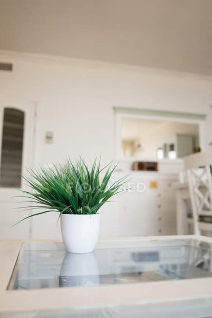 Weißer Topf mit grüner Pflanze auf Glastisch in stilvollem Raum — Stockfoto
