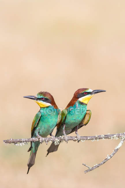 Pássaros brilhantes sentados em galho no fundo creme — Fotografia de Stock