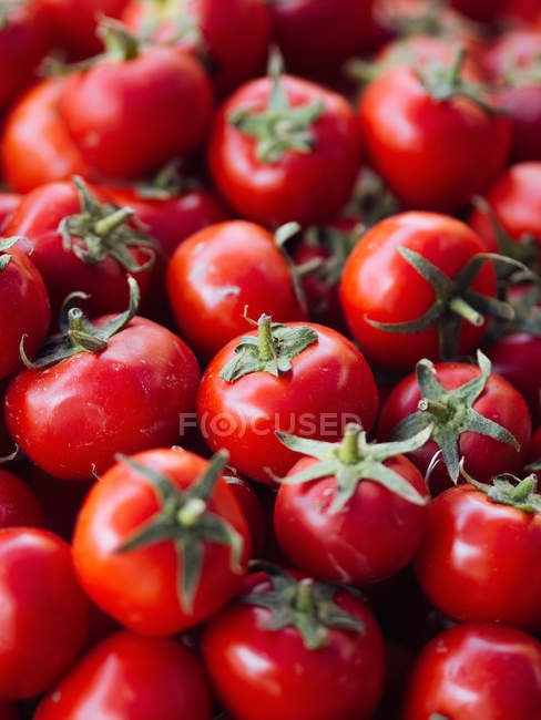Куча спелых красных свежих собранных помидоров — стоковое фото