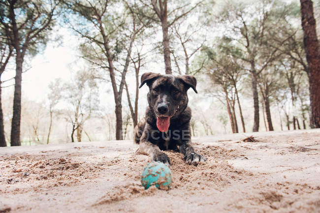 Большая коричневая собака лежит с мячом в песке в лесу — стоковое фото