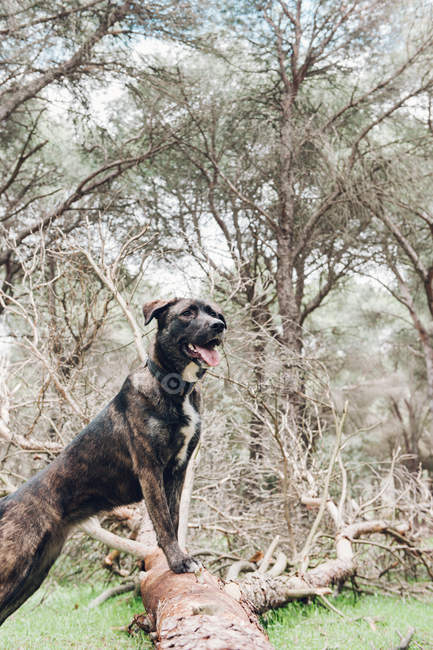 Велика коричнева собака стоїть на колоді в лісі і дивиться в сторону — стокове фото