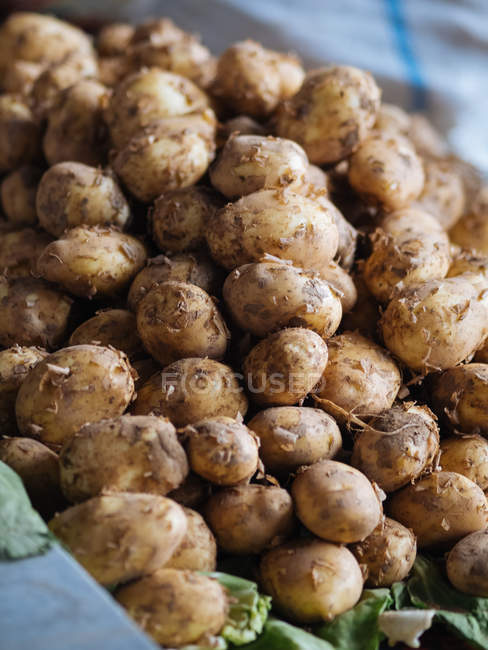 Primer plano de las patatas frescas recogidas en un montón - foto de stock