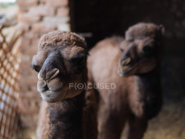 Adorables camellos bebé de pie en la granja - foto de stock