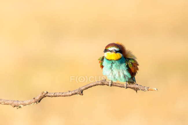 Pássaro brilhante sentado no galho no fundo creme — Fotografia de Stock