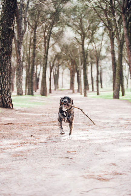 Grande cão marrom correndo com pau na floresta — Fotografia de Stock