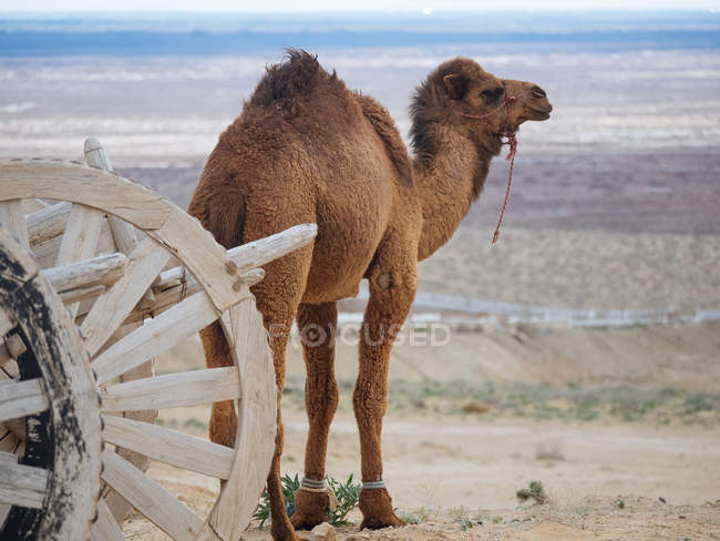 Dromedary camel in bridle walking on dry land of terrain and wooden cart — Stock Photo