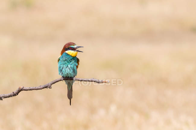 Uccello luminoso seduto su ramo su sfondo crema — Foto stock