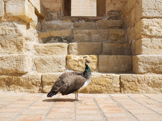 Side view of beautiful female peacock bird with no tail on stone old street of Uzbekistan in sunlight — Stock Photo