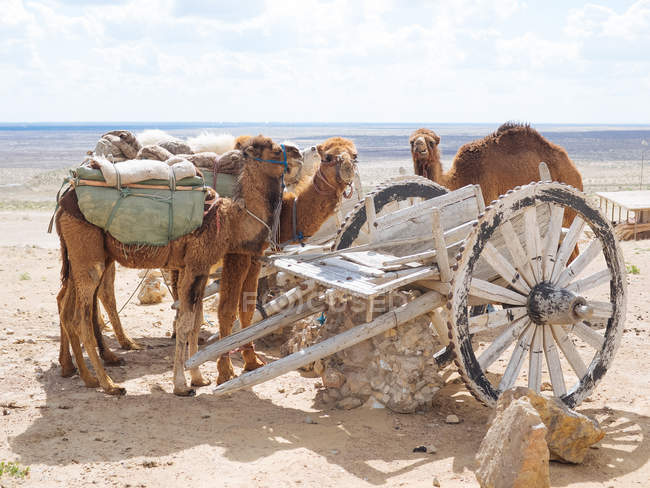 Завантажені караванні верблюди, що відпочивають на піщаній землі пустелі зі старим візком — стокове фото