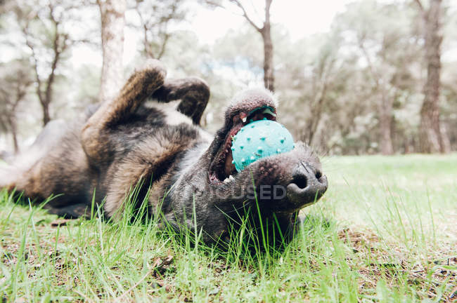 Big brown dog playing happily in forest with ball — Stock Photo