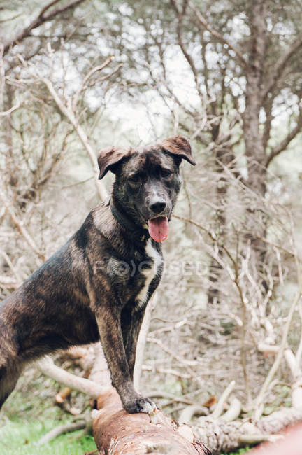 Большая коричневая собака стоит на бревне в лесу — стоковое фото