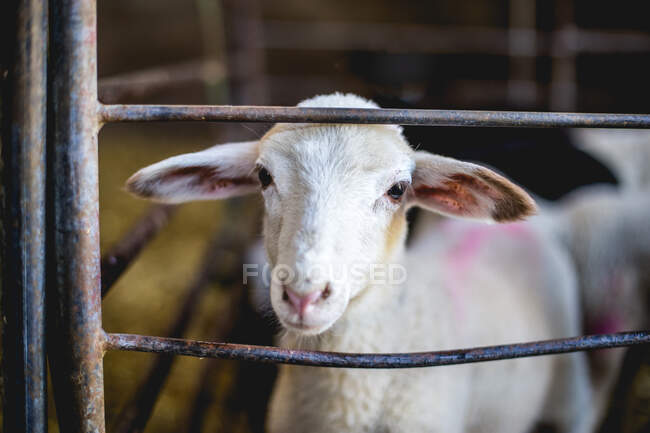Small white fluffy lamb in fold — Stock Photo